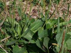 Hieracium umbellatum