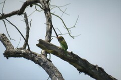 Psilopogon zeylanicus