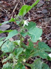 Solanum nigrum