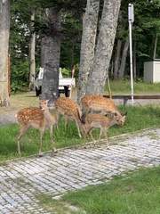 Cervus nippon yesoensis
