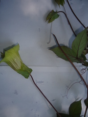 Cobaea stipularis