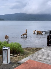 Cervus nippon yesoensis