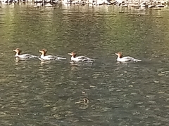 Mergus merganser