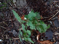 Solanum nigrum