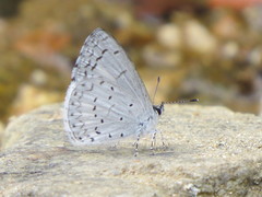 Celastrina echo gozora