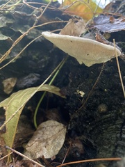 Fuscopostia fragilis