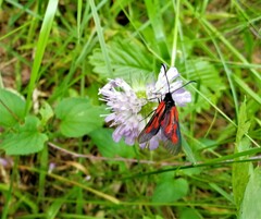 Zygaena osterodensis
