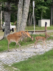 Cervus nippon yesoensis