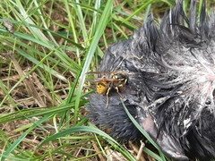 Vespula