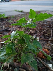 Solanum nigrum