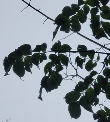 Fraxinus nigra