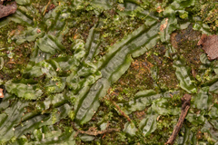 Pallavicinia