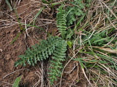 Filipendula vulgaris