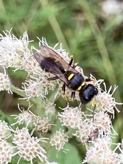 Ectemnius maculosus