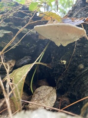 Fuscopostia fragilis