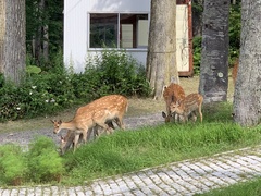 Cervus nippon yesoensis