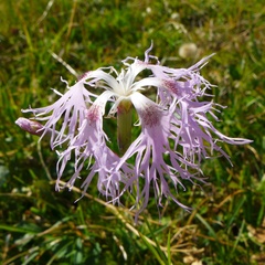 Dianthus superbus alpestris