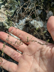 Galium verticillatum