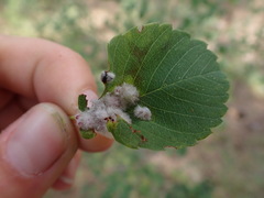 Blaesodiplosis