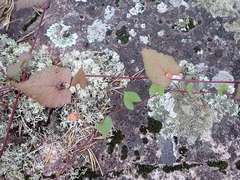 Fallopia