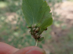 Blaesodiplosis