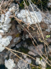 Galium verticillatum