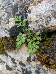 Asplenium ruta-muraria
