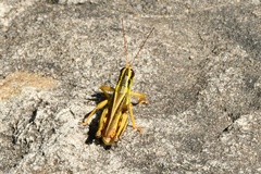 Melanoplus bivittatus