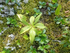 Lysimachia borealis