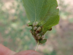 Blaesodiplosis