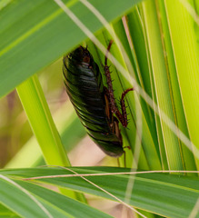 Eurycotis floridana
