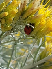 Coccinella transversoguttata