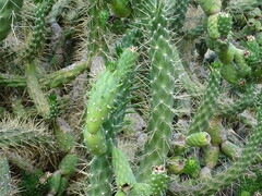 Austrocylindropuntia