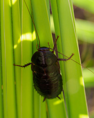 Eurycotis floridana