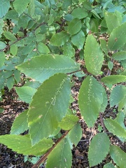 Ulmus alata
