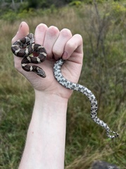 Lampropeltis triangulum