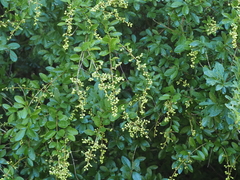 Ligustrum quihoui