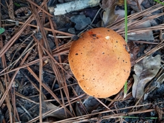 Tylopilus balloui