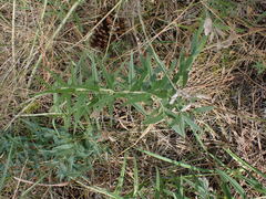 Lithospermum ruderale