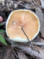 Gyroporus
