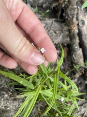 Veronica scutellata