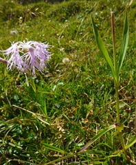 Dianthus superbus alpestris