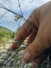 Asperula tenella