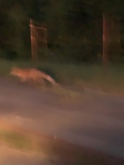 Vulpes vulpes schrencki