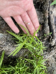 Veronica scutellata