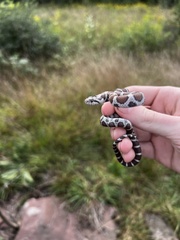 Lampropeltis triangulum