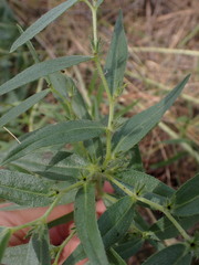 Lithospermum ruderale