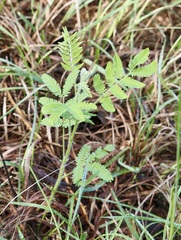 Desmanthus velutinus