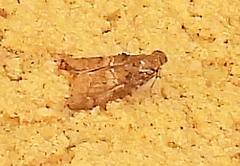 Pococera