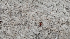 Camponotus floridanus